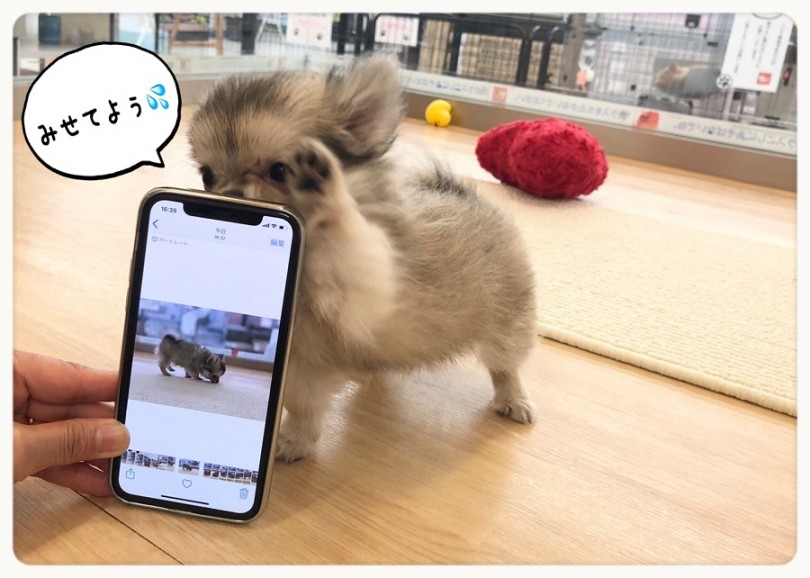 ぷっくりしたお腹のせいで短足ちゃんがさらに目立つボディー | チワワ （312019） - 港北ニュータウン店