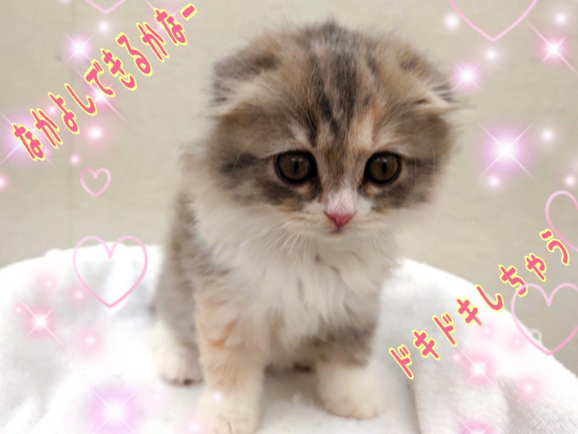 「のんびり自立した子と暮らしたい」そんな方にはスコちゃんとってもオススメです！ | スコテッシュフォールド （130325） - 高井戸店