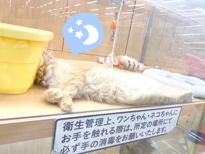 猫らしからぬ伸びきった寝方ですね(笑) | ラガマフィン （118538） - 城山店