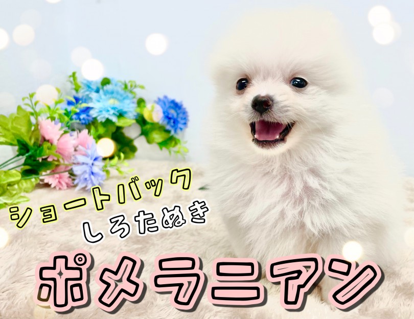 【 ポメラニアン 】クリームカラーのショートバック体型！小さめポメちゃん参上！
