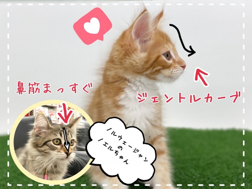 1つ目は鼻筋にあり メインクーンとノルウェージャンの違い | メインクーン （312017） - 港北ニュータウン店