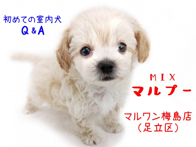 【 MIX・マルプー 】初めての室内犬Q＆A！マルプーライフをまるっとご紹介！！