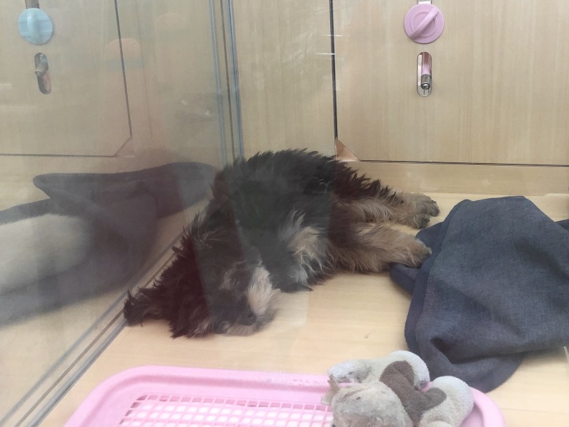 散歩終わりのお昼寝タイム | MIX犬 チワマル （118533） - 城山店