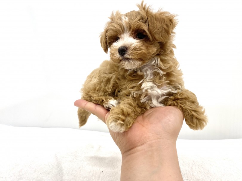 手の上に乗るとこんな感じですね！ | MIX犬 マルプー （118561） - 城山店