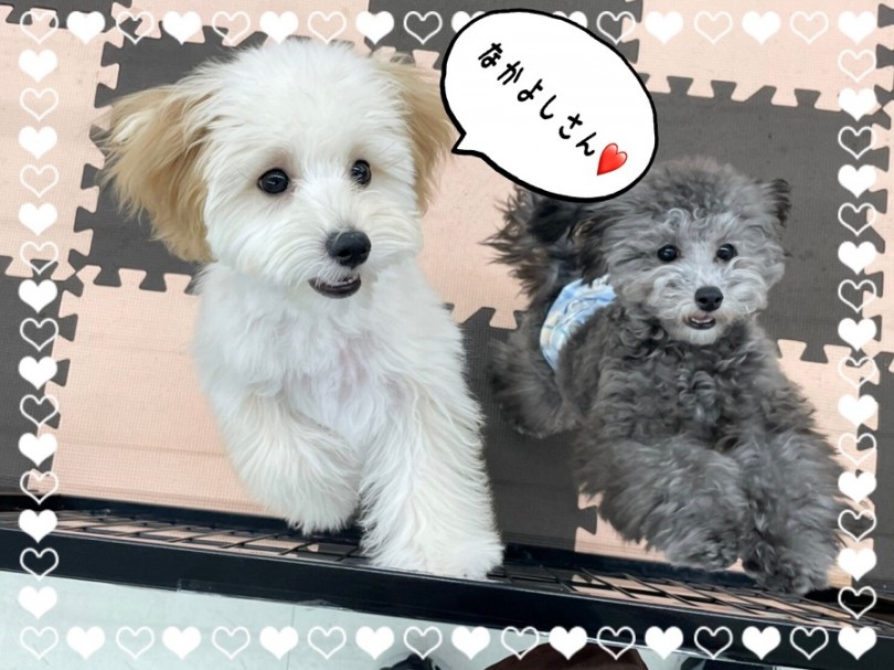 お散歩トレーニングやお座りやマテなど、楽しく学習してます | MIX犬 マルプー （311999） - 港北ニュータウン店
