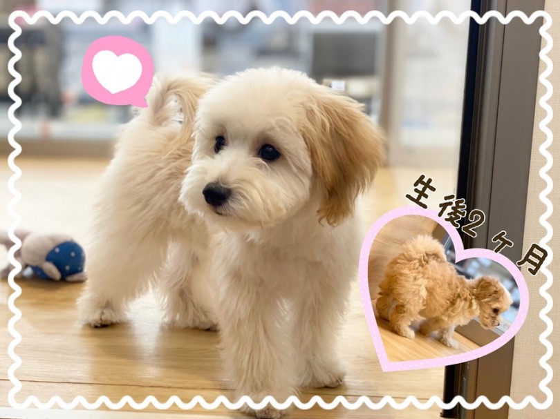 パパのマルチーズ風味が多くなって来たマルプーちゃんです♪ | MIX犬 マルプー （311999） - 港北ニュータウン店