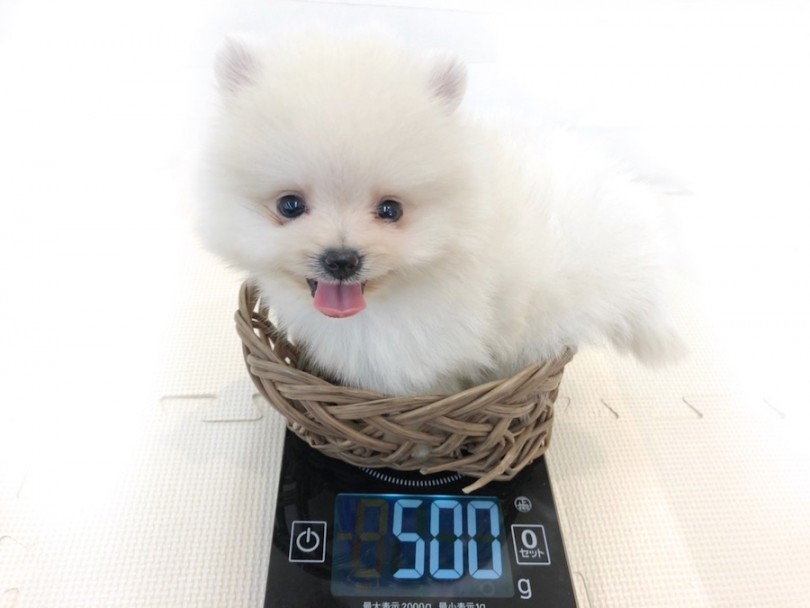 体重を計っている間ずっとニコニコのポメくん♡ | ポメラニアン （814683） - 大和 相模大塚店