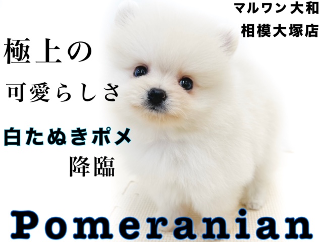 【 ポメラニアン 】小さめの白タヌキポメ！極上の可愛さ＆笑顔を持つアイドル犬！