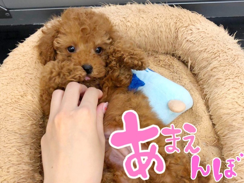 穏やかで甘えん坊な性格は育てやすく子供との相性抜群！ | トイ・プードル （116571） - 下丸子店