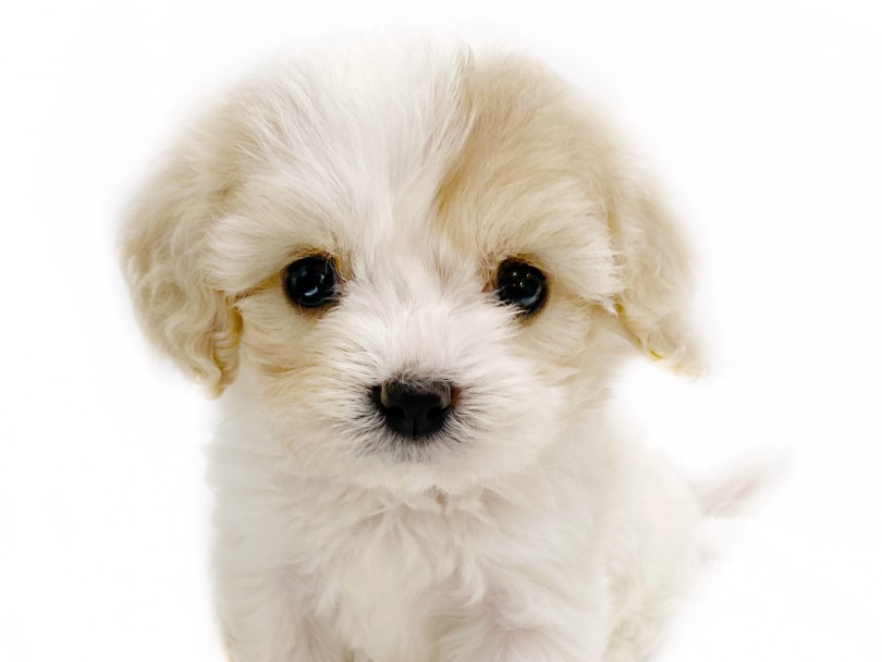 丸いお顔と短い足の丁度良い体格！ | MIX犬 キャバション （413015） - さいたま 武蔵浦和店