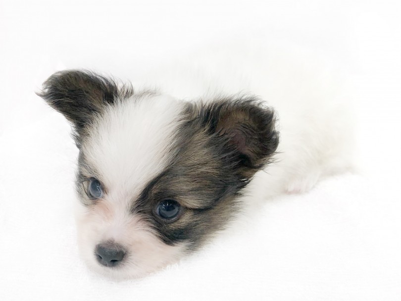 パピヨンちゃんのお世話の仕方をちょこっとご紹介 | パピヨン （119288） - 梅島店