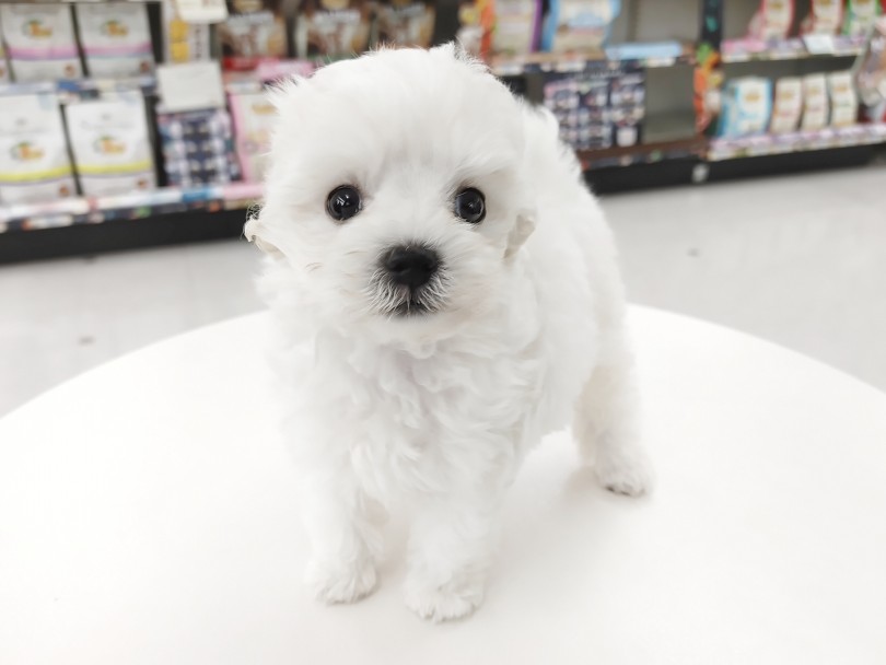 可愛すぎる顔と穏やかな性格に惚れてしまうこと間違いなし！ | MIX犬 マルプー （512727） - 本羽田店