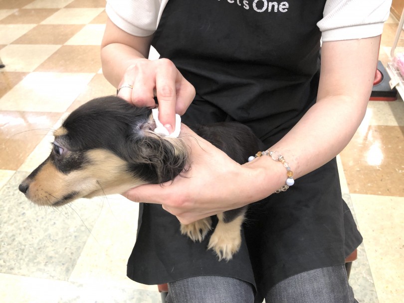 お手入れが上手なとってもいい子 | カニンヘン・ダックスフント （118544） - 城山店