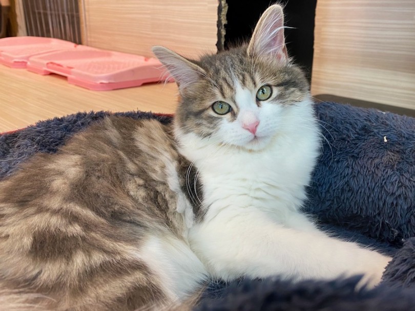 とにかく美しく優しさに溢れる今宿店の誇り高き美猫ちゃんです♡ | サイベリアン （120378） - 横浜 今宿店