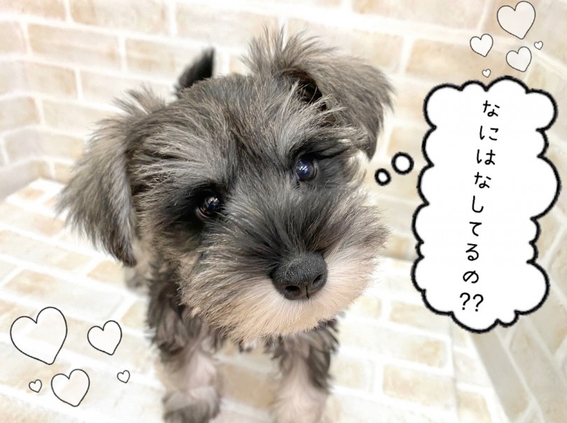 家庭犬として人気な理由は賢さと存在感にあり！ | ミニチュア・シュナウザー （116579） - 下丸子店