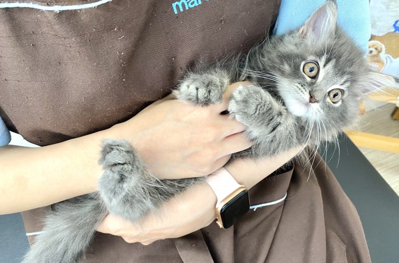 ラグドールの穏やかで飼いやすい性格を持ったラガマフィン | ラガマフィン （512726） - 本羽田店