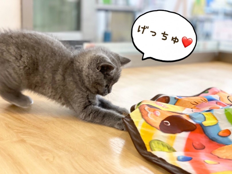 わがままボディにさせないためにも楽しみながら運動させてあげましょう | ブリティッシュショートヘア （312026） - 港北ニュータウン店