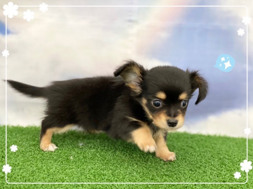 胴長短足ボディはダックスフント！ | MIX犬 チワックス （312024） - 港北ニュータウン店