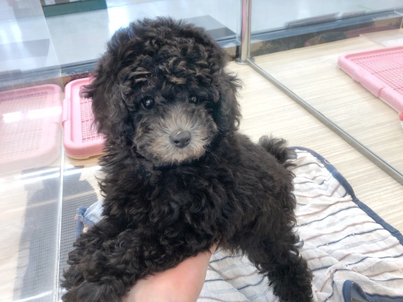 ふわふわモコモコ毛量多めの被毛！色んなヘアスタイルを楽しめます！ | トイ・プードル （119292） - 梅島店