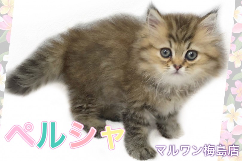 【 ペルシャ 】気品溢れる長毛猫！おっとりな性格はトップクラスの飼いやすさです！