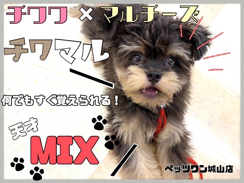 【 MIX 】とってもいい子で頑張り屋な天才MIX犬