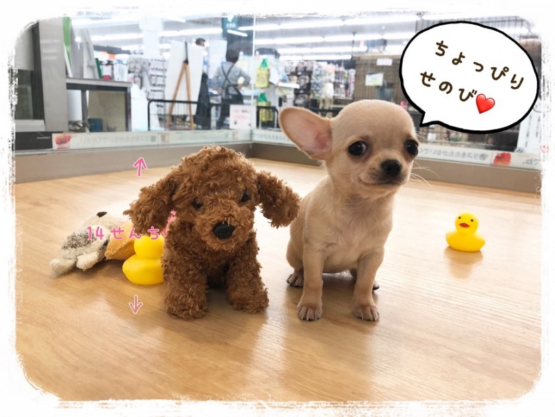 無限に触り続けたくなる触り心地 | チワワ （312029） - 港北ニュータウン店