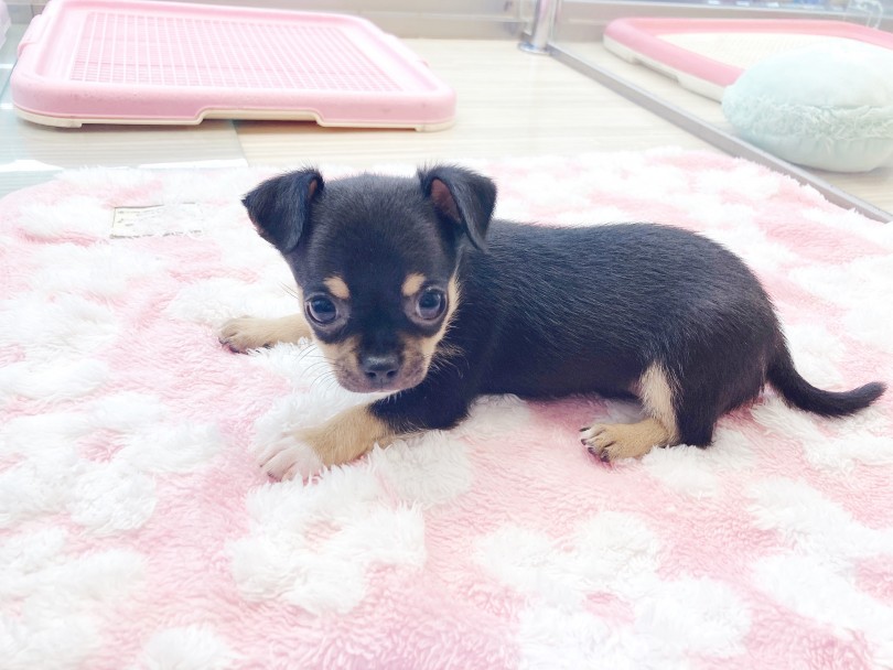 超ちっちゃい！極小クラスのチワワちゃん！ | 6/11マルワン横浜大倉山店の仲間たち - 横浜 大倉山店