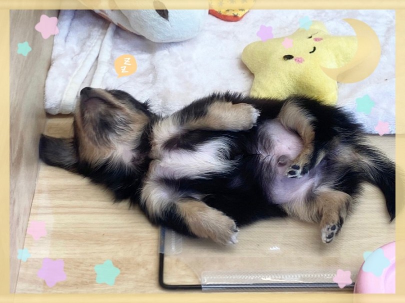 チワックスくんに会いに来てくださいね！ | MIX犬 チワックス （312024） - 港北ニュータウン店
