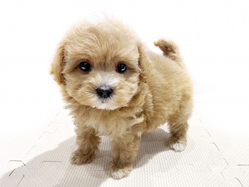 ぬいぐるみのようなかわいい容姿！ | MIX犬 マルプー （11848） - 横浜 白楽店