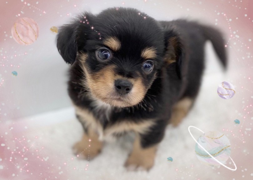 チワワテイスト強めのチワックスの男の子 | MIX犬 チワックス （312024） - 港北ニュータウン店