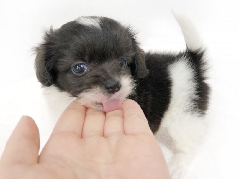 すぐに駆け寄ってくる！フレンドリーで人が大好きな性格！ | MIX犬 チワプー （119290） - 梅島店