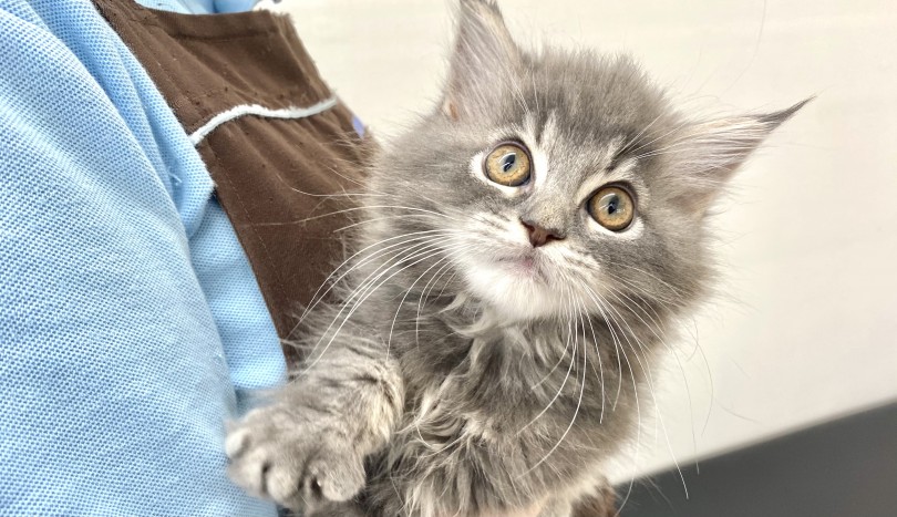 甘いマスクが可愛い‼︎ミュージカルに出できそうなメイクの激かわキャッツ | ラガマフィン （512726） - 本羽田店