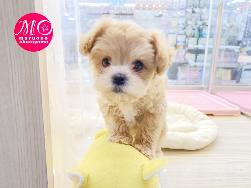 両親の良いとこ取りのオンリーワンコ | MIX犬 マルプー （6131039） - 横浜 大倉山店
