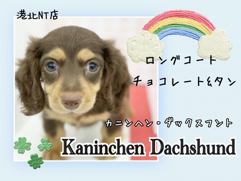 【 カニンヘンダックス 】大きな瞳とお耳、守ってあげたい系短足イケメン男子！