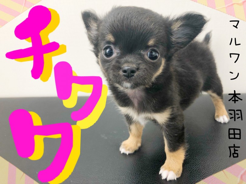 【 チワワ 】小さめ！童顔！いつまでも子犬フェイスの激かわ天使が新登場！