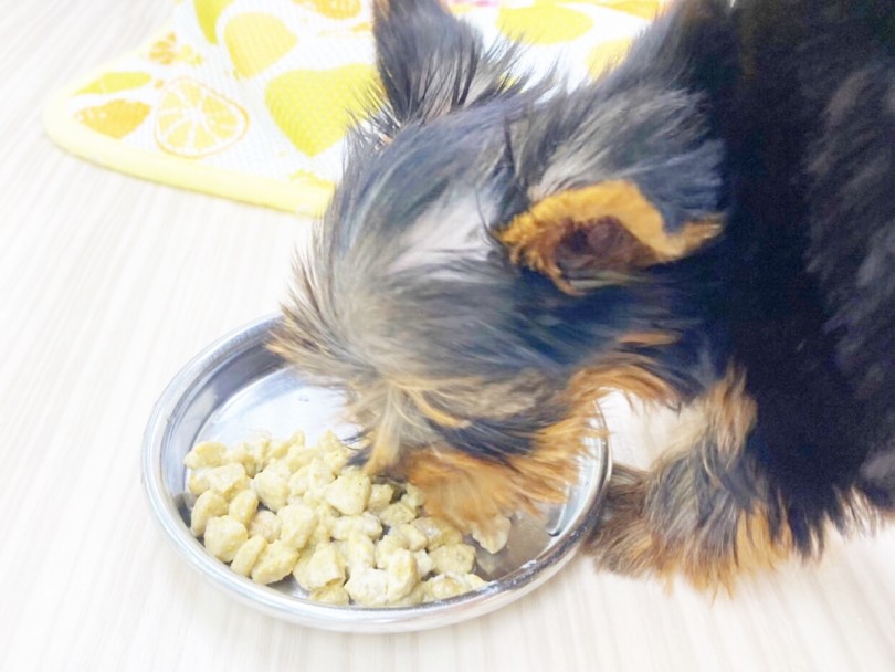 まずはヨーキーちゃんから♪ | 在籍わんにゃん特集 - 鶴見店