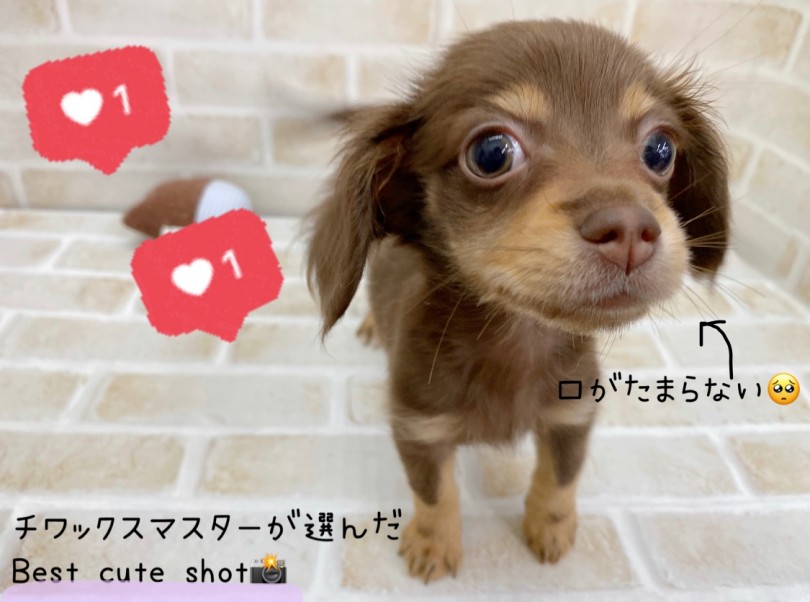 唯一無二の愛らしい顔つきと幼い体型をしたMIXの中でも大人気のチワックスくん! | MIX犬 チワックス (116595) - 下丸子店