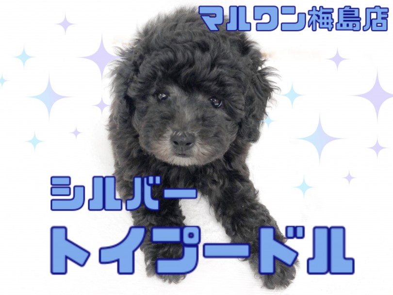 【 トイ・プードル 】これぞマルワンプレミアム！シルバーカラーの超美形男子！