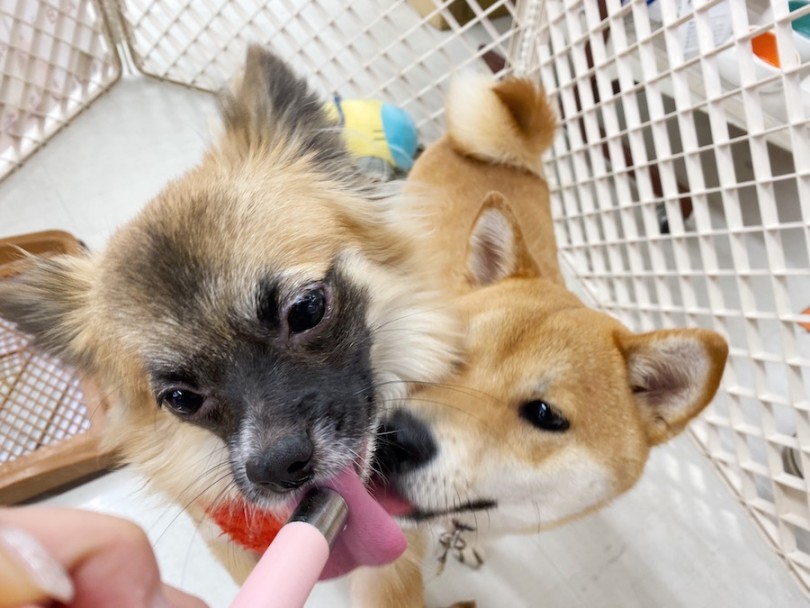 ワンちゃんも猫ちゃんも人も大好き | MIX犬 （120290） - 横浜 今宿店