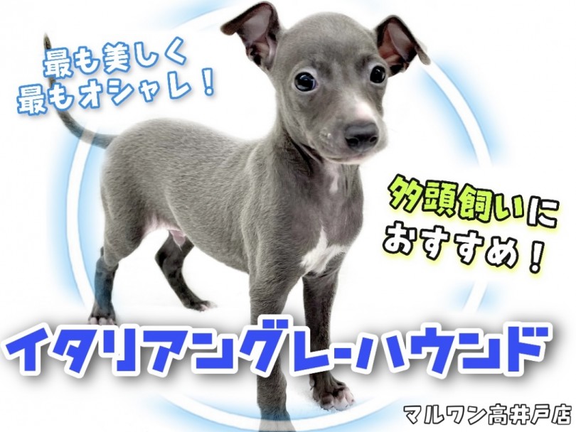 【 イタリアングレーハウンド 】多頭飼いにオススメ！美しく優しいイタグレ！
