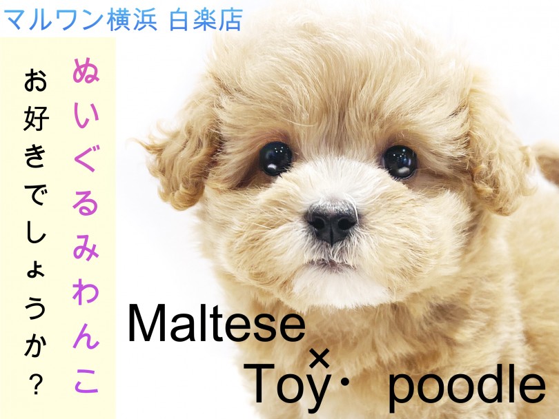 【 MIX 】マルチーズとトイプードルのハーフ犬！ぬいぐるみ系わんこはお好き？