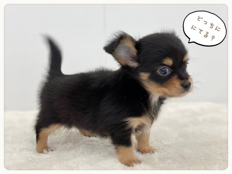 チワックスってどんなわんこさん？ | MIX犬 チワックス （312024） - 港北ニュータウン店