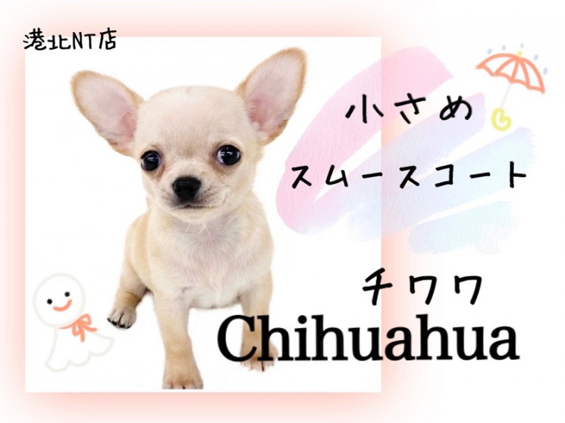 【 チワワ 】手触り、ムチムチつるん！小さめスムチーがやって来た！