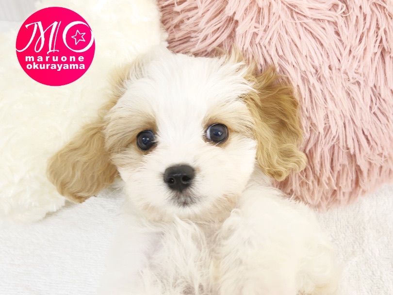 この時期に気をつけることや大切なこと | MIX犬 キャバチーズ （6131047） - 横浜 大倉山店