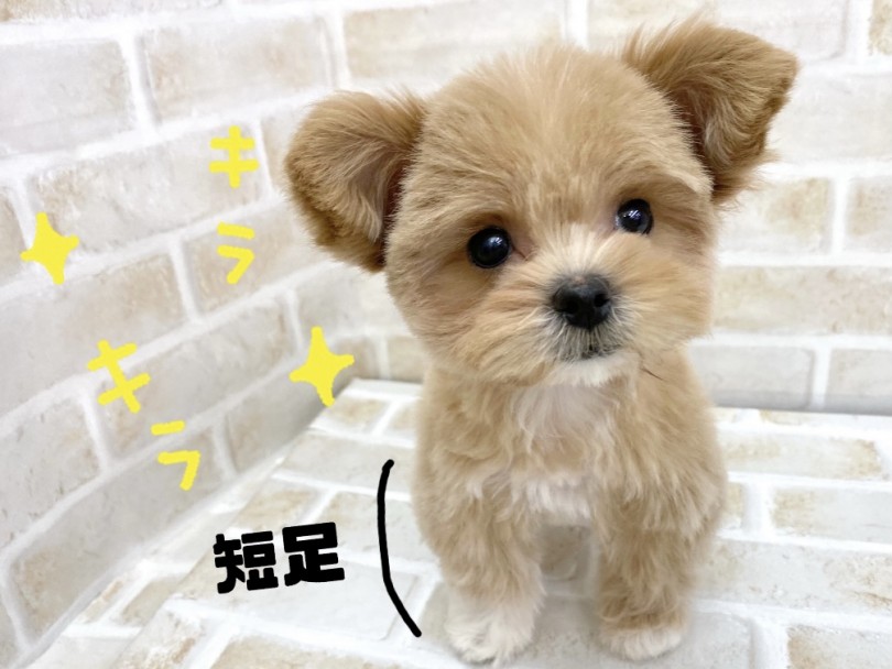 ペキニーズ譲りのドワーフ体型 | MIX犬 ペキプー (116575) - 下丸子店