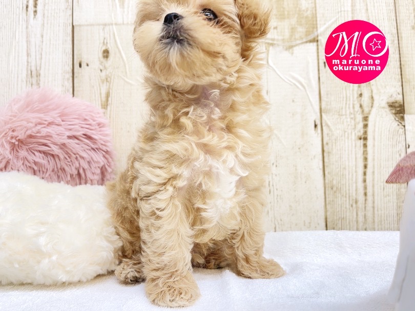 チャームポイントはアゴとお腹のホワイトカラー | MIX犬 マルプー （6131039） - 横浜 大倉山店