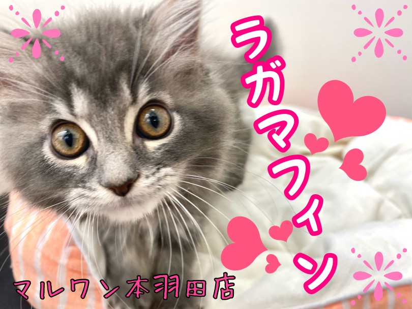 【 ラガマフィン 】ミュージカルメイクをしたような美顔ラガマフィンが登場！！