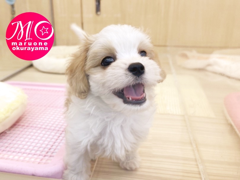 お店で待ってるわ！早く会いにきてね♪」 | MIX犬 キャバチーズ （6131047） - 横浜 大倉山店
