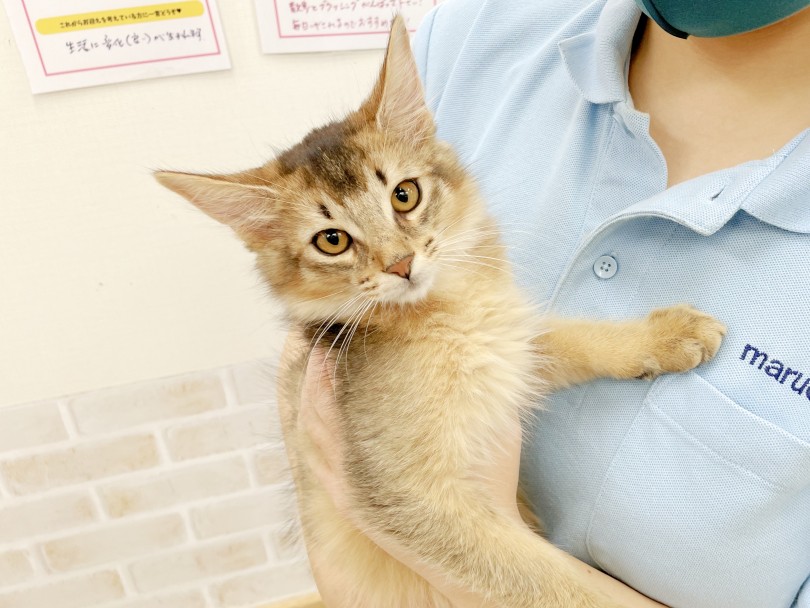 本当に猫？かまってちゃんなソマリ | 6/15版マルワン鶴見店のワンちゃんネコちゃん情報！ - 鶴見店