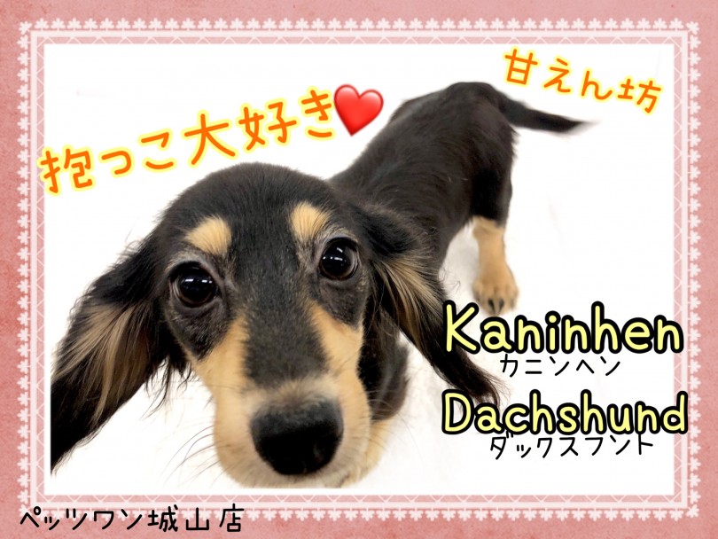 【 カニンヘンダックスフント 】抱っこ大好き甘えんぼダックス
